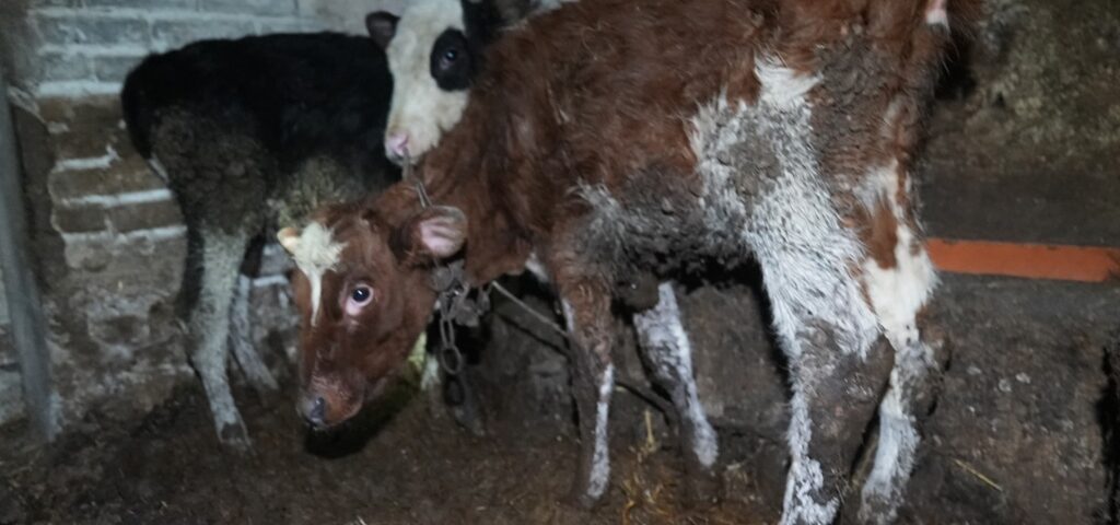 zaniedbane cielaczki