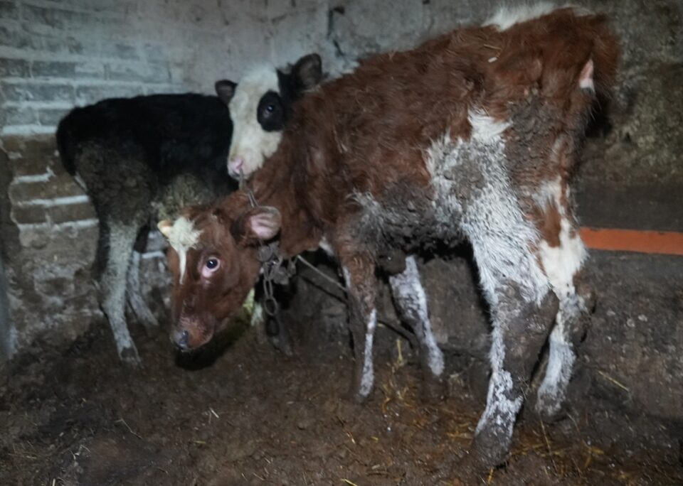 zaniedbane cielaczki