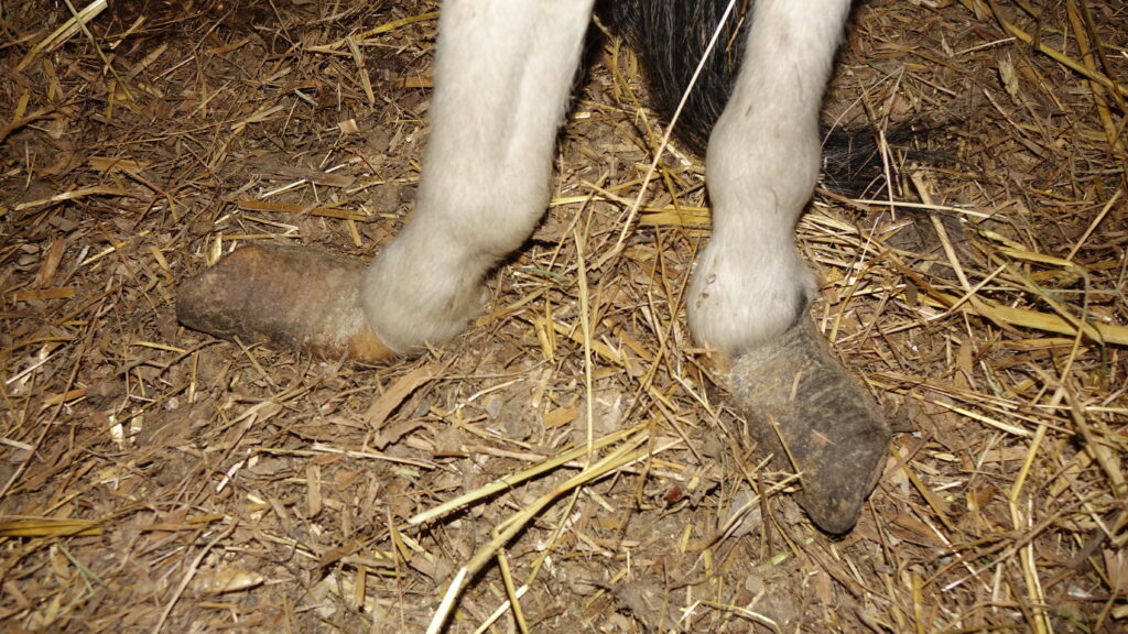 przerośnięte kopyta