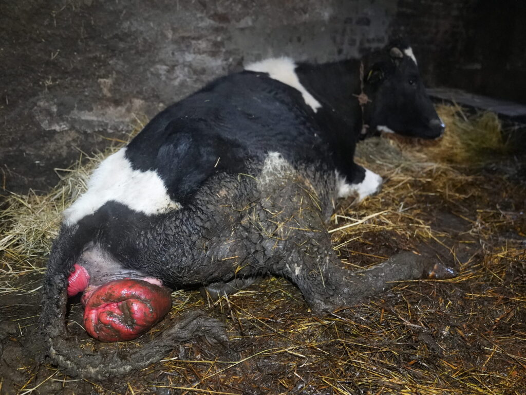 skrajnie zaniedbana krowa