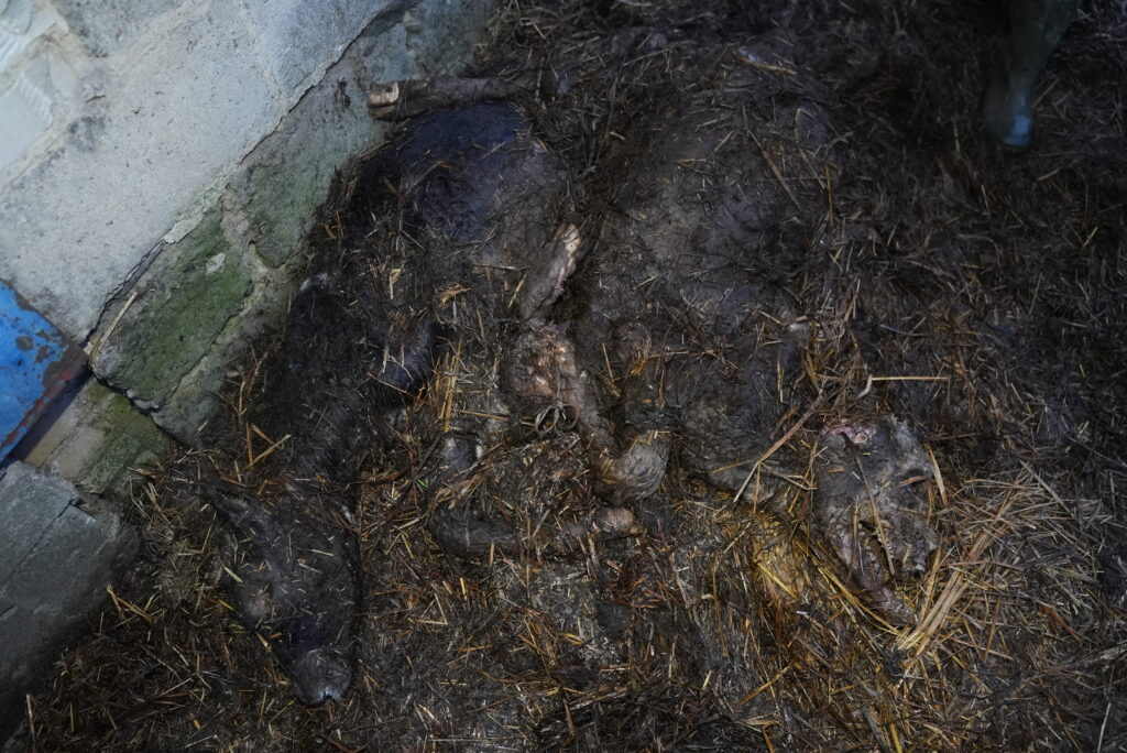 martwe zwierzęta przykryte słomą