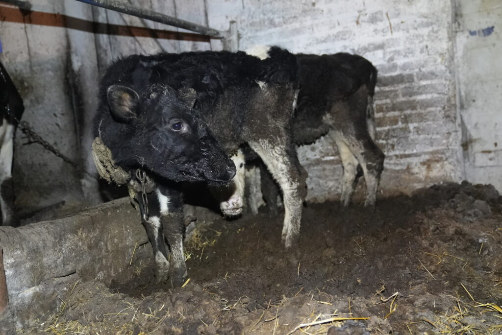 zaniedbane cielaczki